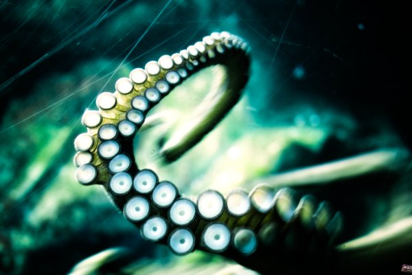 Kraken19at