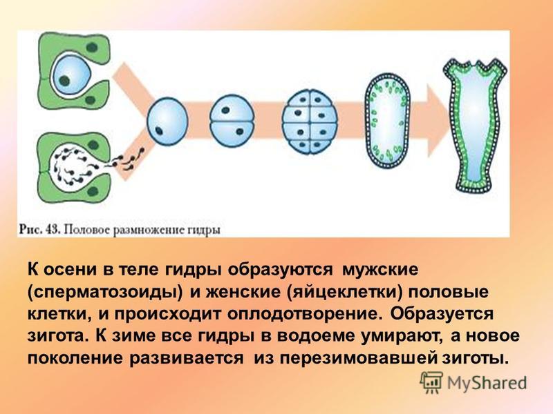 Кракен маркетплейс